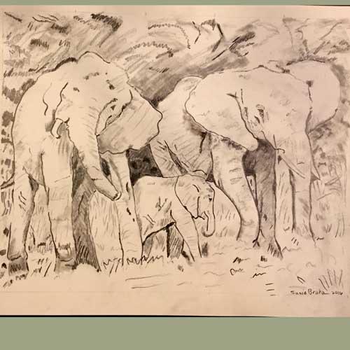 "Elephants" Graphite Pencils 
For Sale $!00. : Portraits : Susan Braha Photography and Fine Art