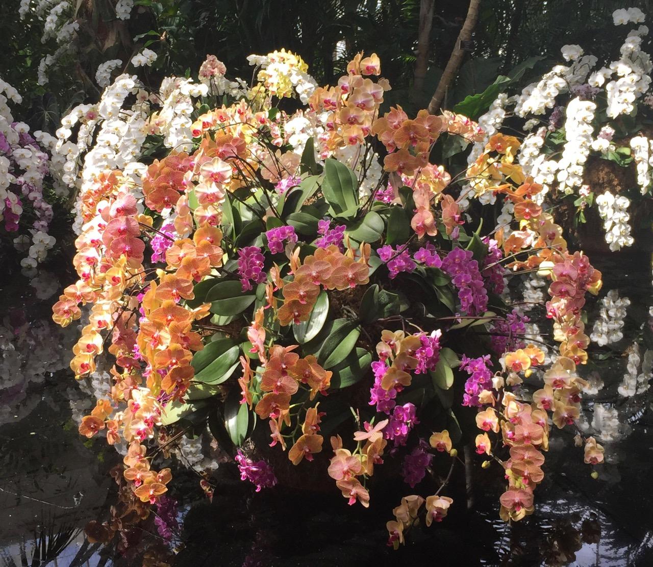 New York Botanical Garden , Orchids (2015) : Photography : Susan Braha Photography and Fine Art