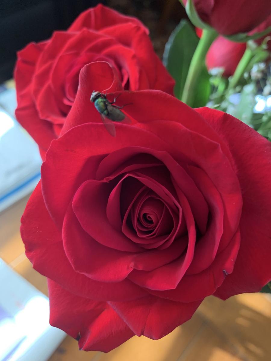 "Beautiful Red Rose" 
Allenhurst, New Jersey
Oct. 2, 2019 : Photography : Susan Braha Photography and Fine Art