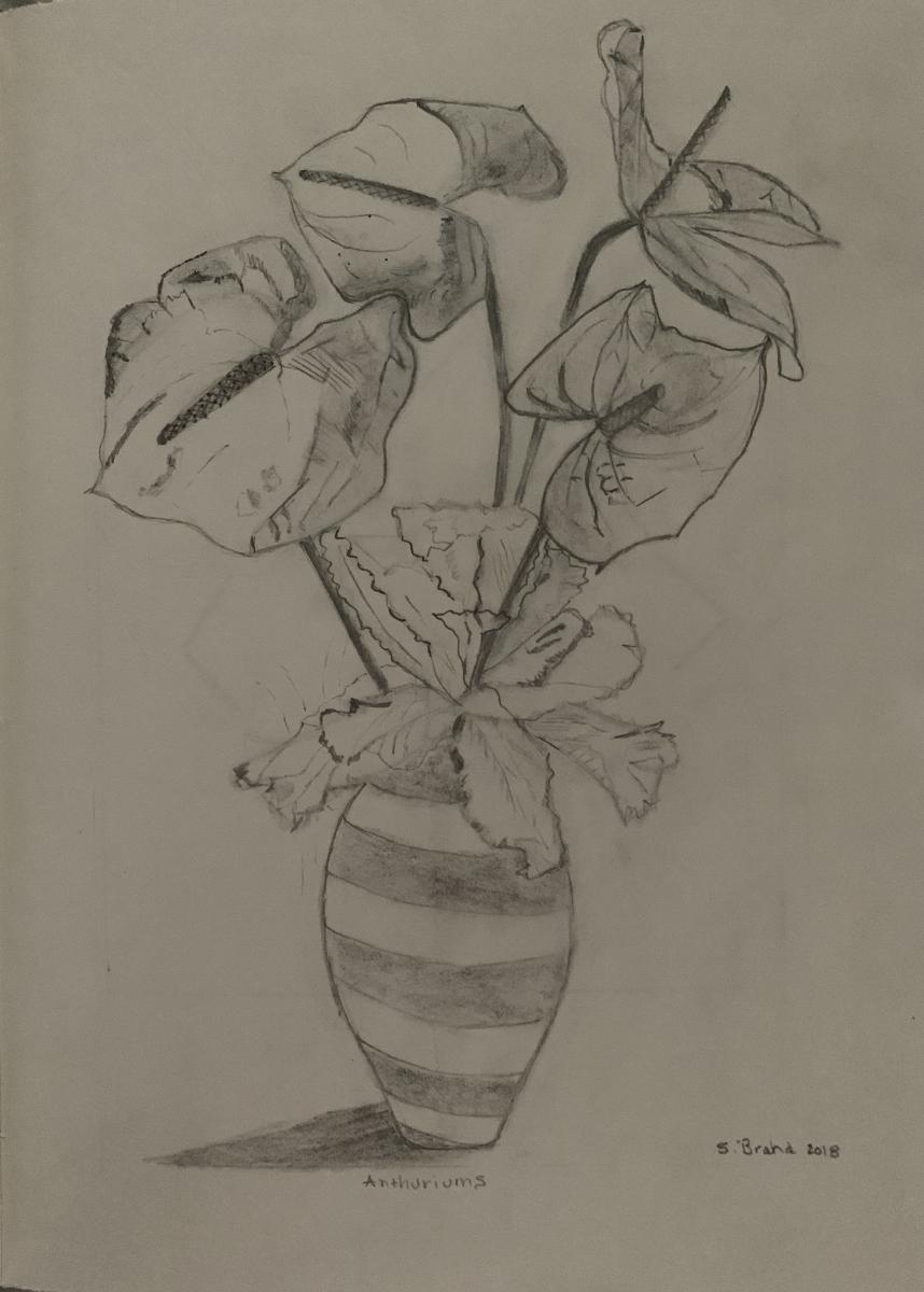 "Anthuriums" 
Done in Pencil (For Sale $150) : Still Life : Susan Braha Photography and Fine Art