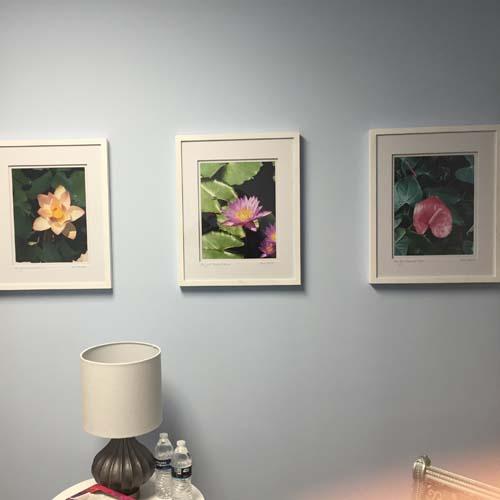 Photos taken at the New York Botanical Garden donated to the Morris Franco Cancer Center, Deal New Jersey  : Installations : Susan Braha Photography and Fine Art