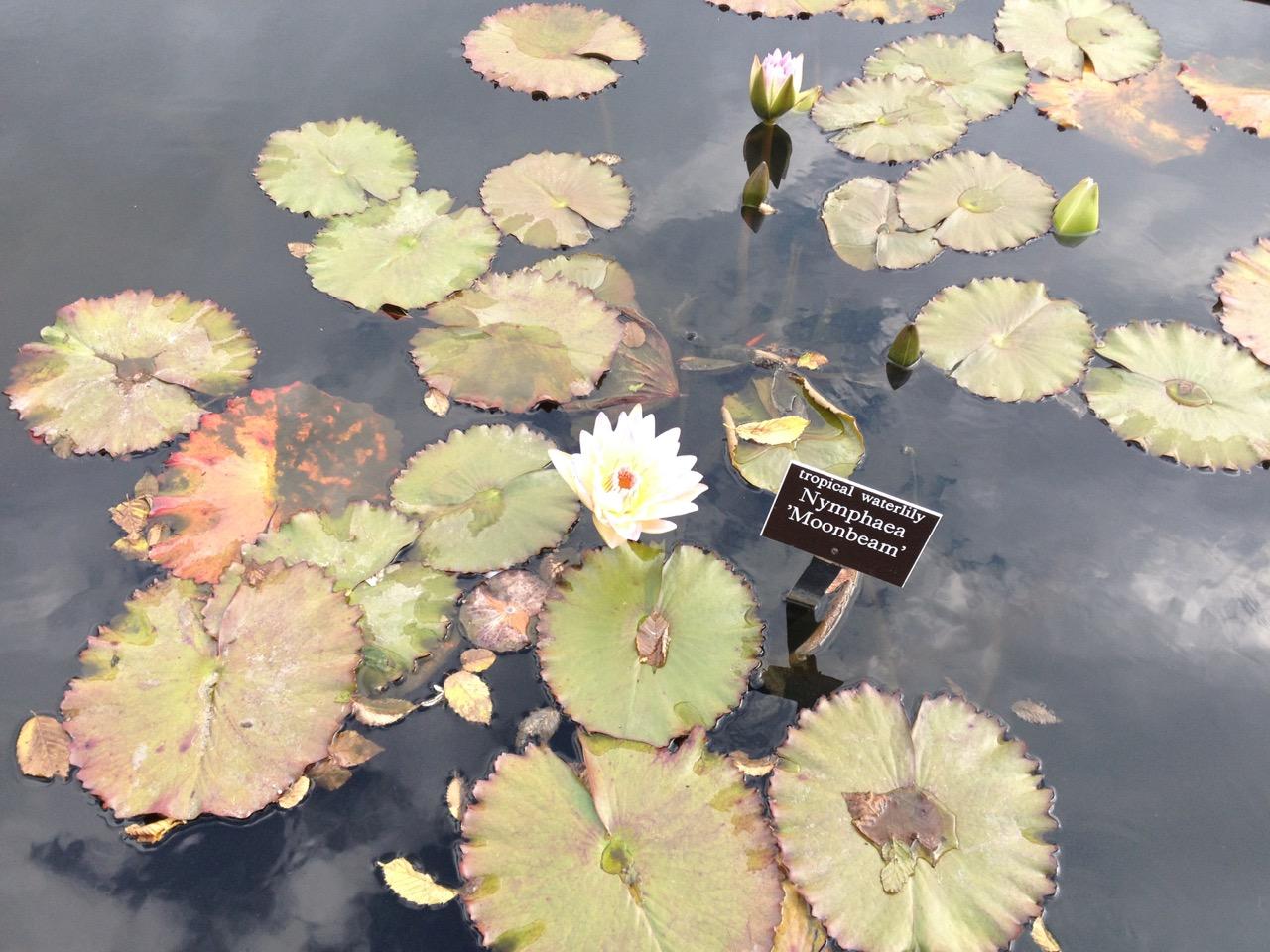 New York Botanical Garden (2014) : Photography : Susan Braha Photography and Fine Art