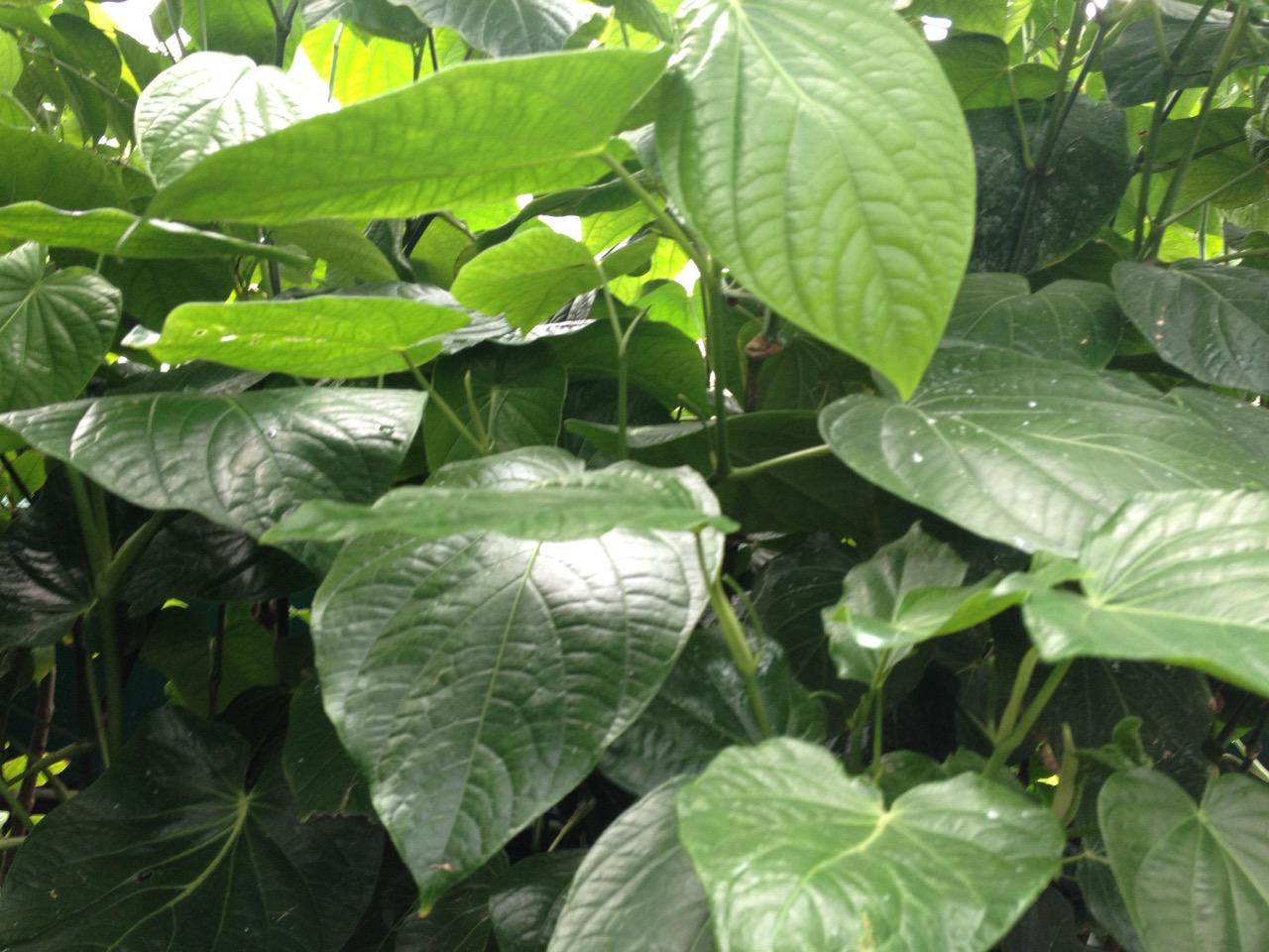 New York Botanical Garden (2014) : Photography : Susan Braha Photography and Fine Art