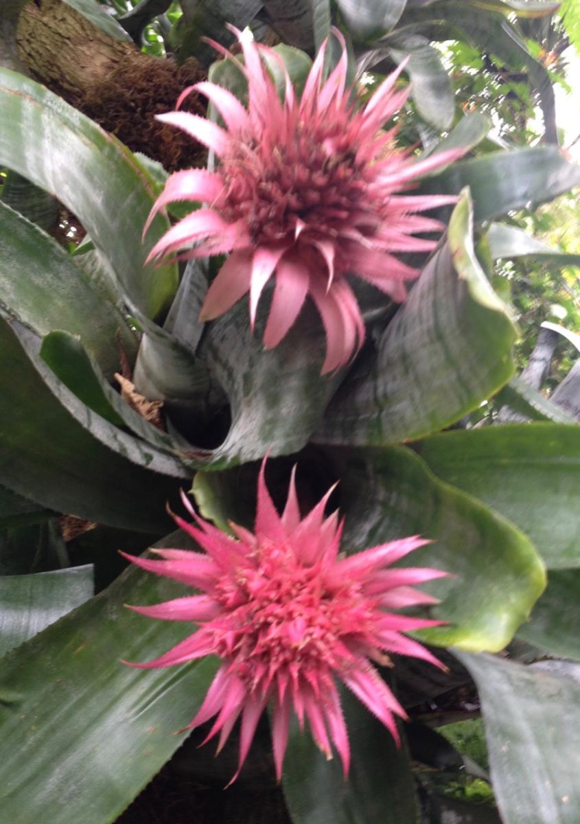 New York Botanical Garden (2014) : Photography : Susan Braha Photography and Fine Art