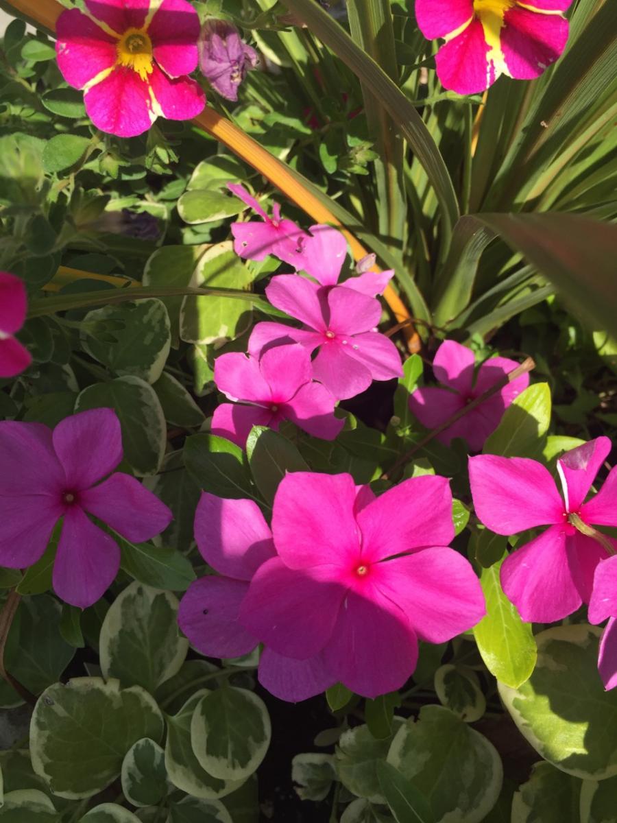 Garden Flowers (2018) : Photography : Susan Braha Photography and Fine Art