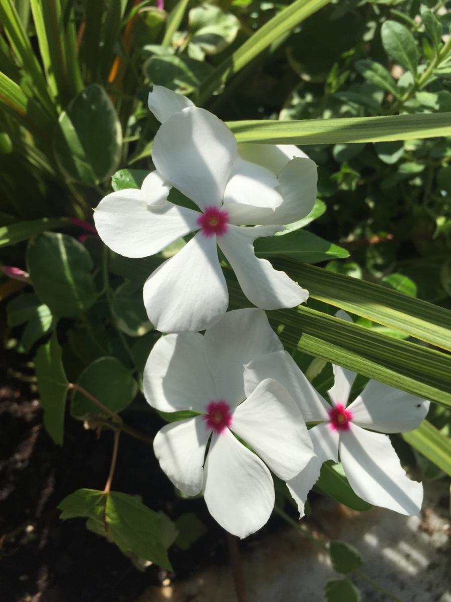 Garden Flowers (2018) : Photography : Susan Braha Photography and Fine Art