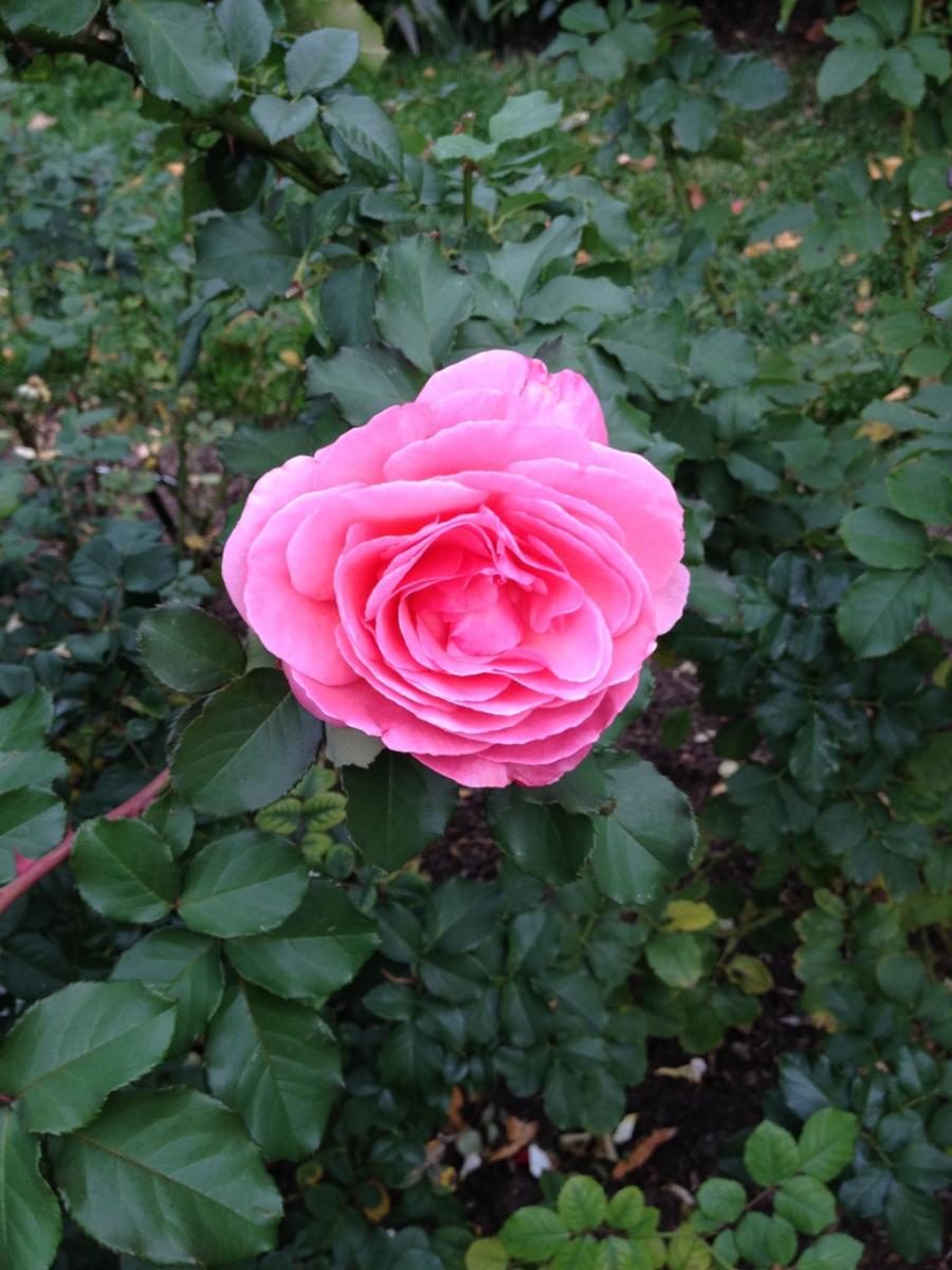 New York Botanical Garden (2014) : Photography : Susan Braha Photography and Fine Art