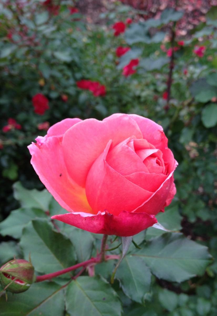 New York Botanical Garden (2014) : Photography : Susan Braha Photography and Fine Art
