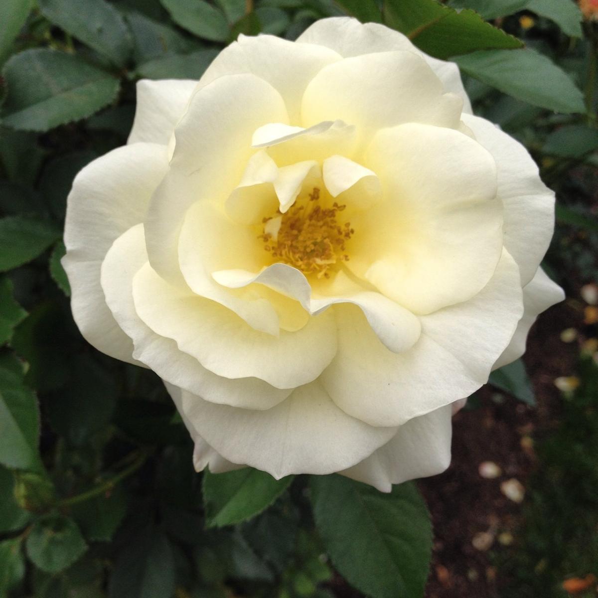 New York Botanical Garden (2014) : Photography : Susan Braha Photography and Fine Art