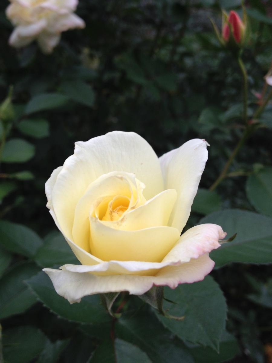 New York Botanical Gaarden (2014) : Photography : Susan Braha Photography and Fine Art