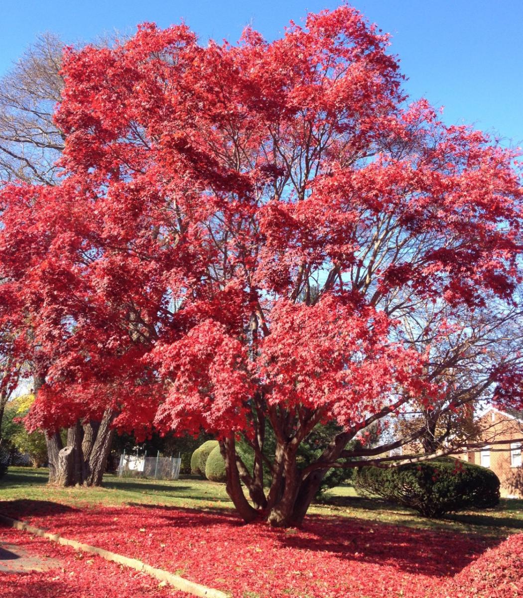 Lincroft, New Jersey         (2014) : Photography : Susan Braha Photography and Fine Art