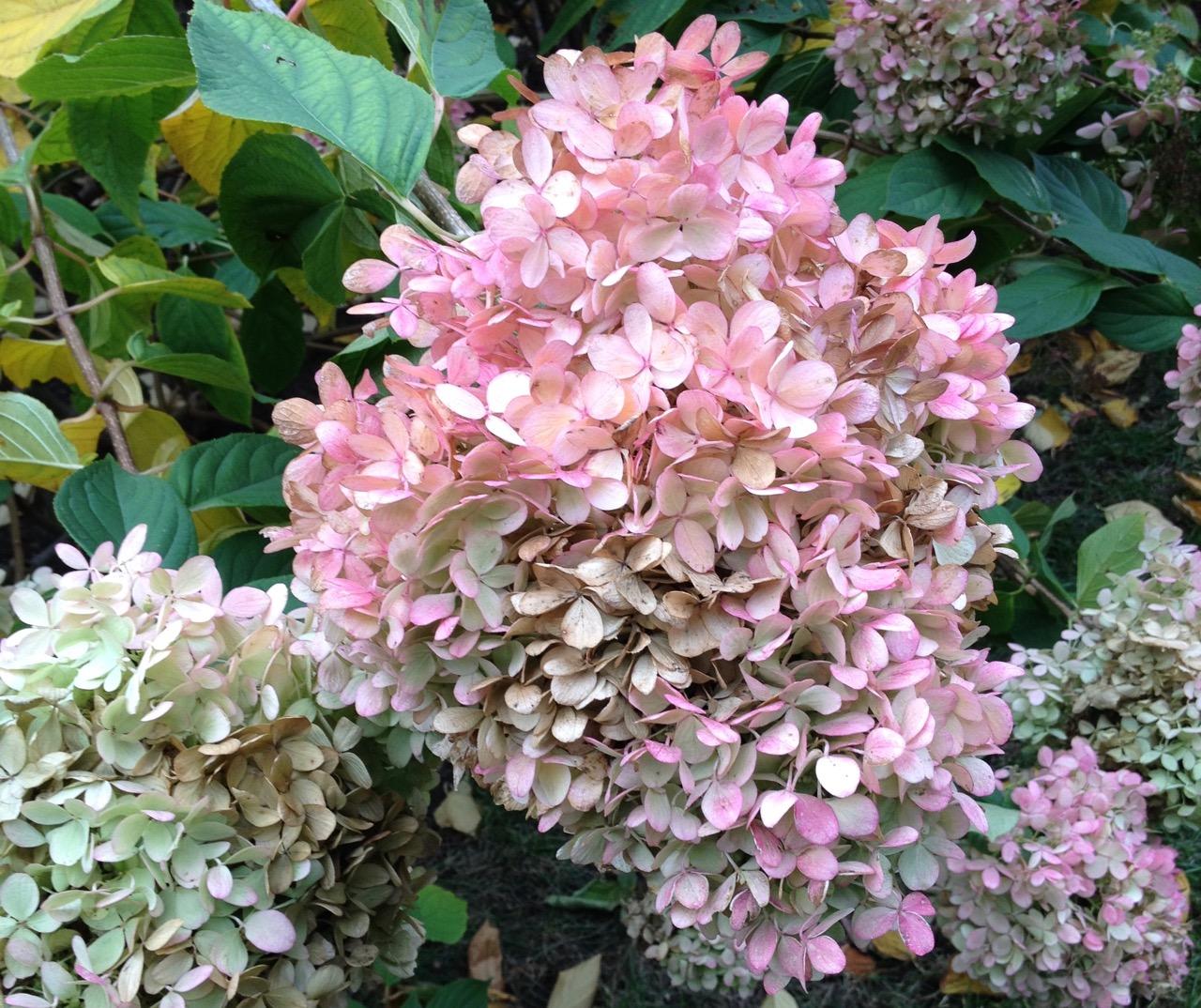 New York Botanical Garden (2014) : Photography : Susan Braha Photography and Fine Art
