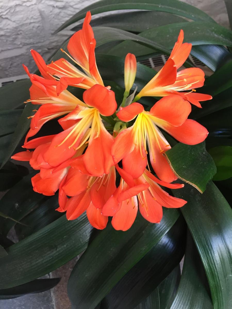 New York Botanical Garden (2015) : Photography : Susan Braha Photography and Fine Art