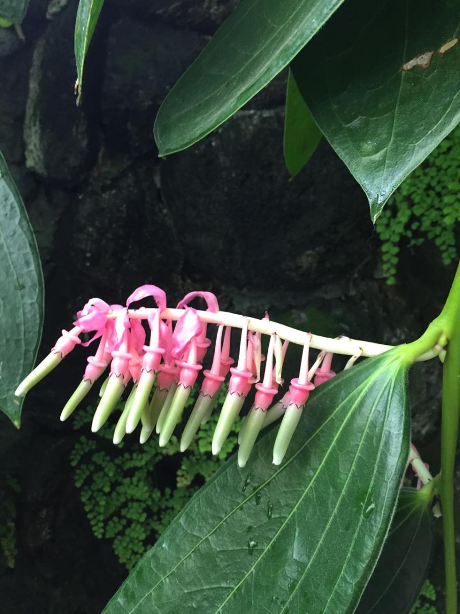 New York Botanical Garden (2015) : Photography : Susan Braha Photography and Fine Art