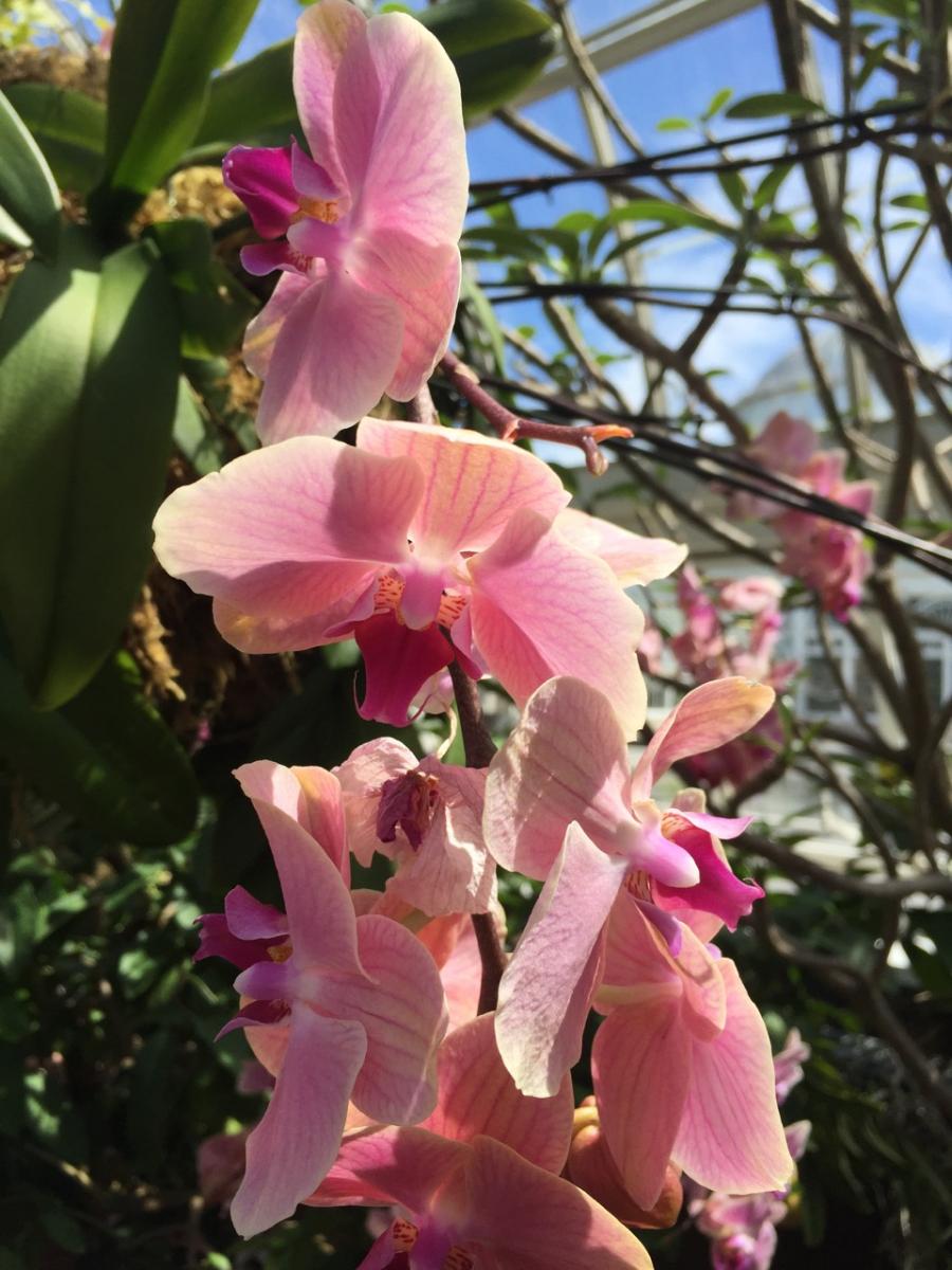 New York Botanical Garden (2015) : Photography : Susan Braha Photography and Fine Art