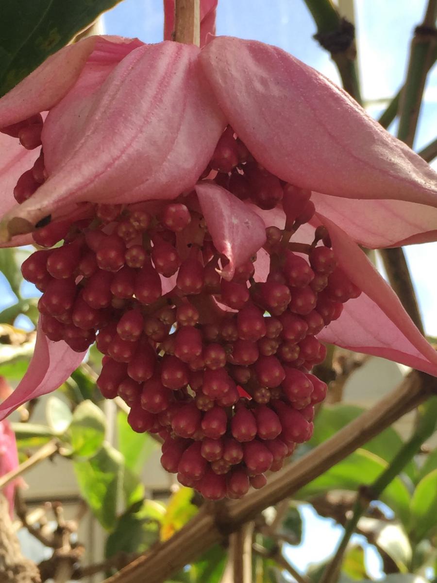 New York Botanical Garden (2015) : Photography : Susan Braha Photography and Fine Art