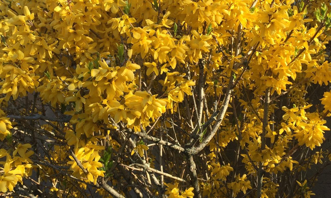 "Gold Forsythia" Oakhurst, New Jersey 
(2015) : Photography : Susan Braha Photography and Fine Art