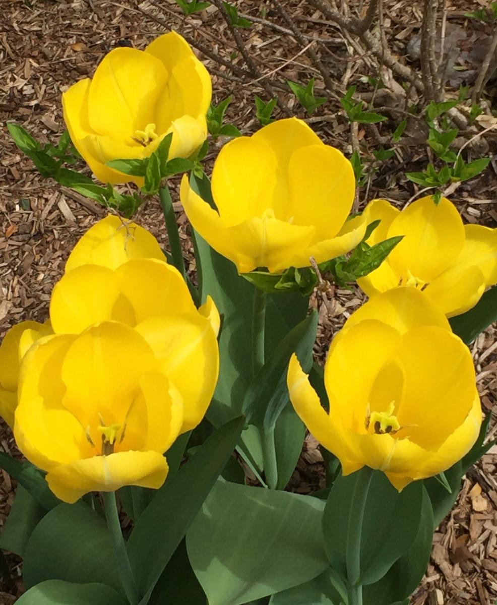 "Yellow Tulips" 
Central Park, New York
(2015) : Photography : Susan Braha Photography and Fine Art
