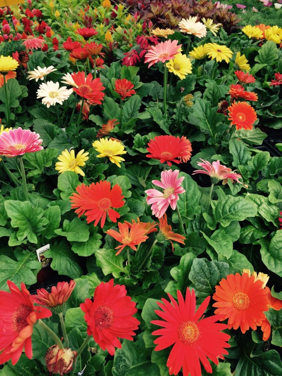 "Gerbera Daisies" 
Colts Neck,New Jersey 
(2015) : Photography : Susan Braha Photography and Fine Art