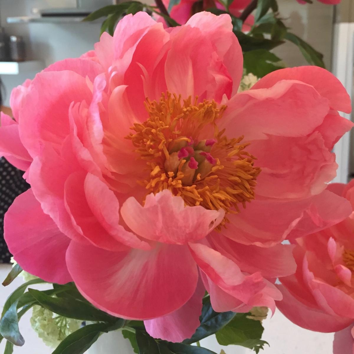 "Fabulous Pink" (2015) : Photography : Susan Braha Photography and Fine Art
