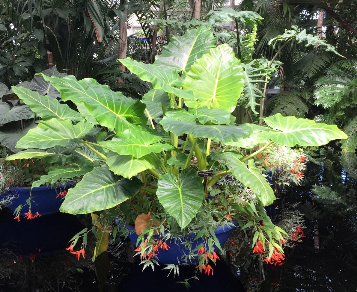 New York Botanical Garden (2015) : Photography : Susan Braha Photography and Fine Art