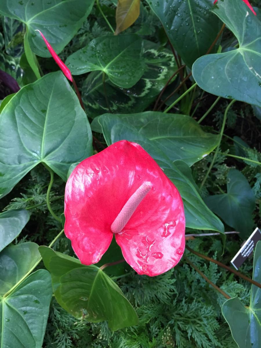 New York Botanical Garden (2015) : Photography : Susan Braha Photography and Fine Art