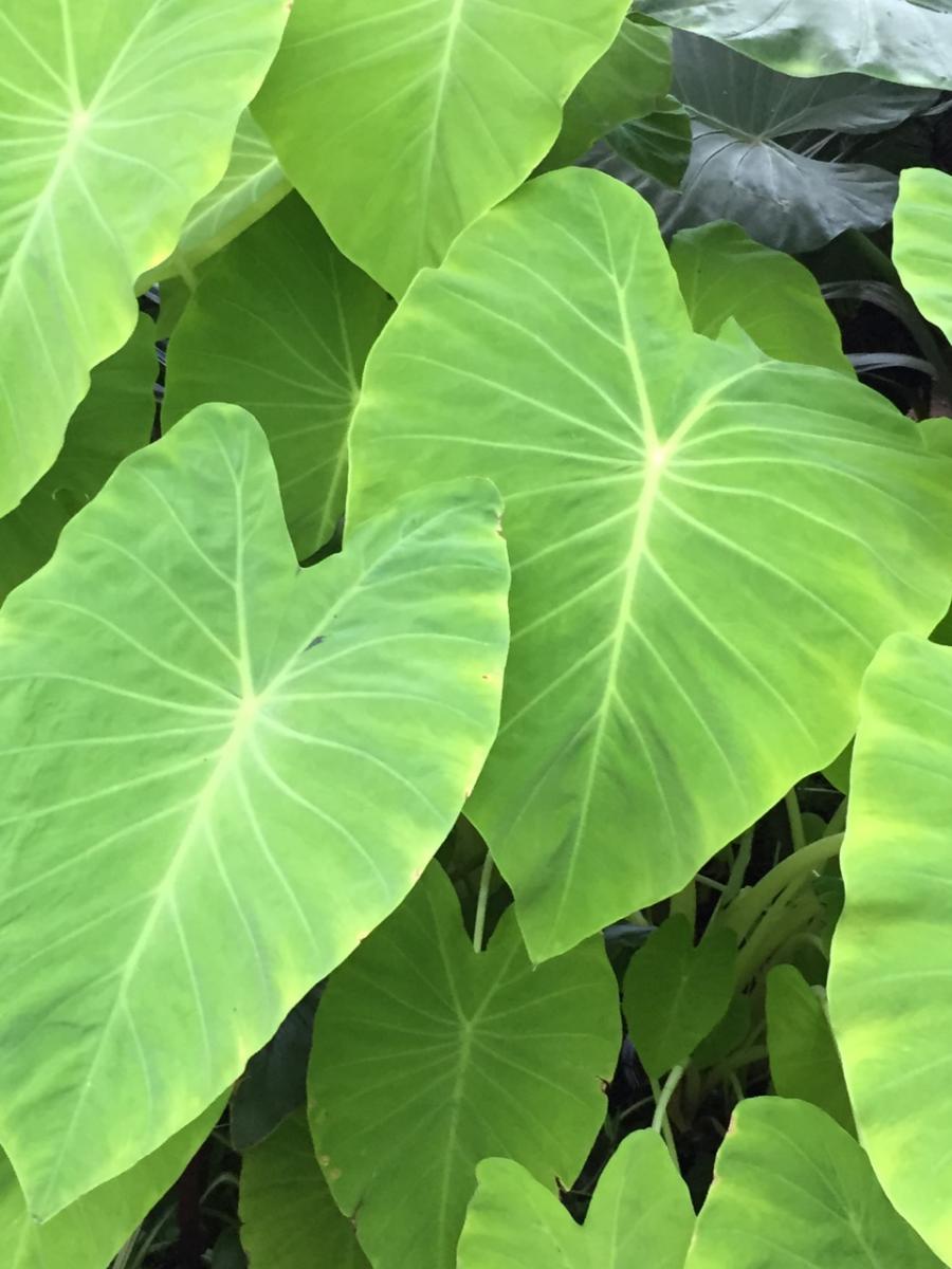 New York Botanical Garden (2015) : Photography : Susan Braha Photography and Fine Art