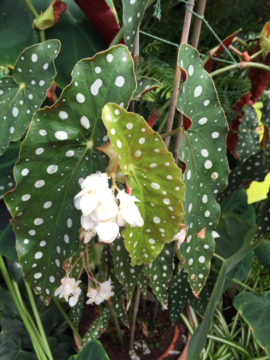 New York Botanical Garden (2015) : Photography : Susan Braha Photography and Fine Art