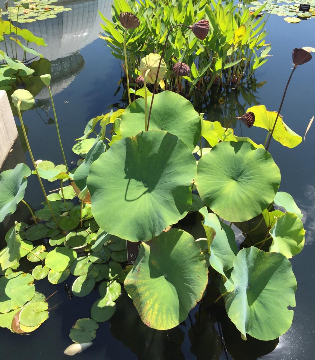 New York Botanical Garden (2015) : Photography : Susan Braha Photography and Fine Art