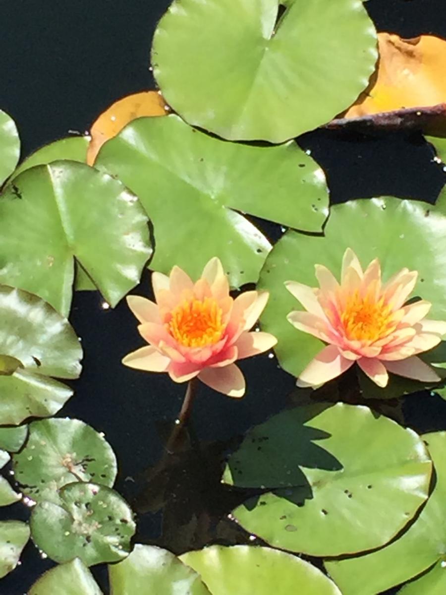 New York Botanical Garden (2015) : Photography : Susan Braha Photography and Fine Art