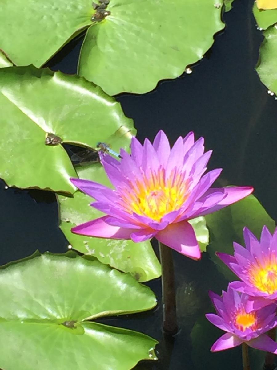 New York Botanical Garden (2015) : Photography : Susan Braha Photography and Fine Art