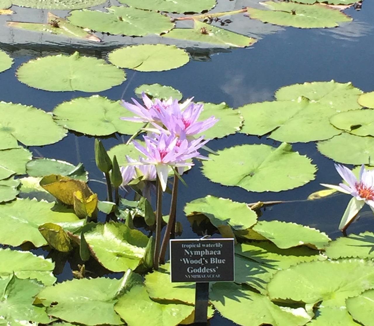 New York Botanical Garden (2015) : Photography : Susan Braha Photography and Fine Art