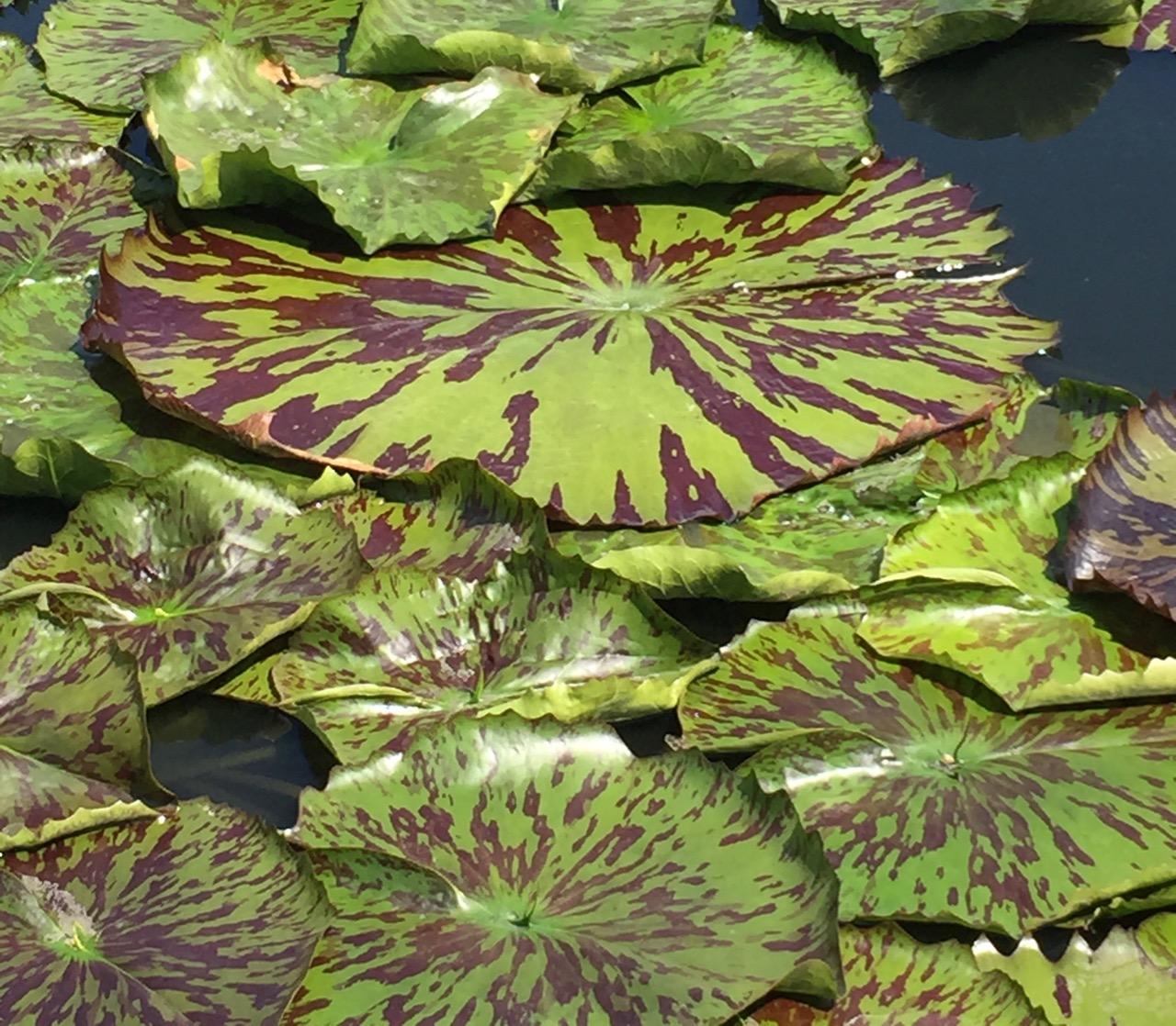 New York Botanical Garden (2015) : Photography : Susan Braha Photography and Fine Art