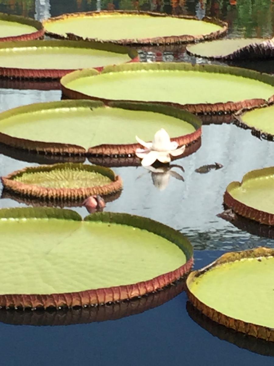 New York Botanical Garden (2015) : Photography : Susan Braha Photography and Fine Art