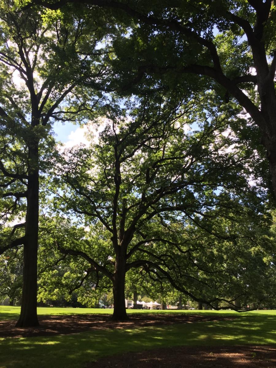 New York Botanical Garden (2015) : Photography : Susan Braha Photography and Fine Art