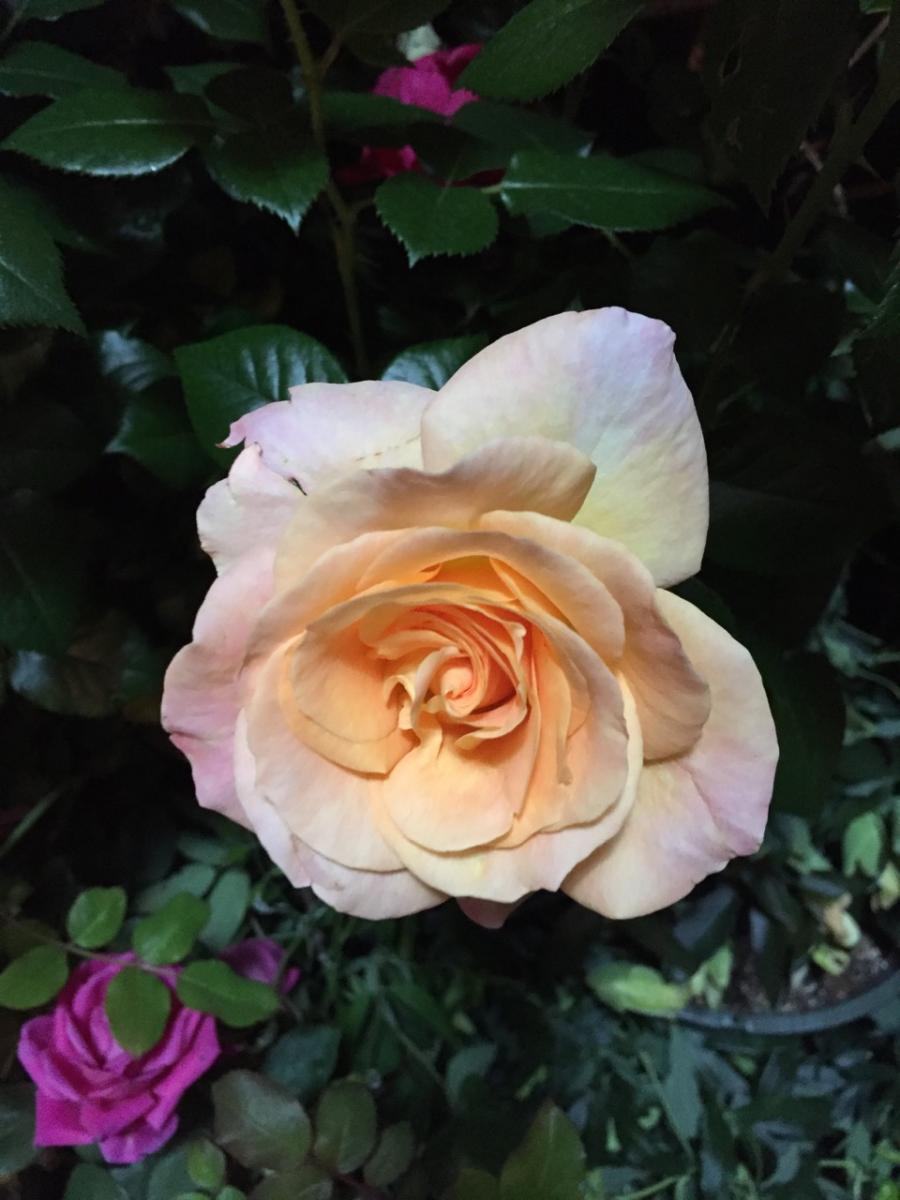 Oakhurst, New Jersey (2016) : Photography : Susan Braha Photography and Fine Art