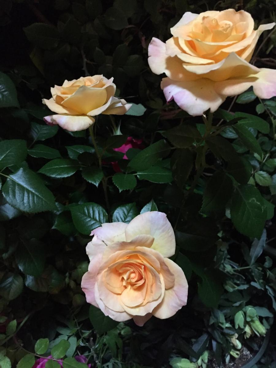 Oakhurst, New Jersey     (2016) : Photography : Susan Braha Photography and Fine Art