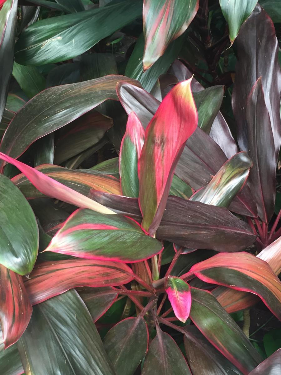 South Carolina (2016) : Photography : Susan Braha Photography and Fine Art