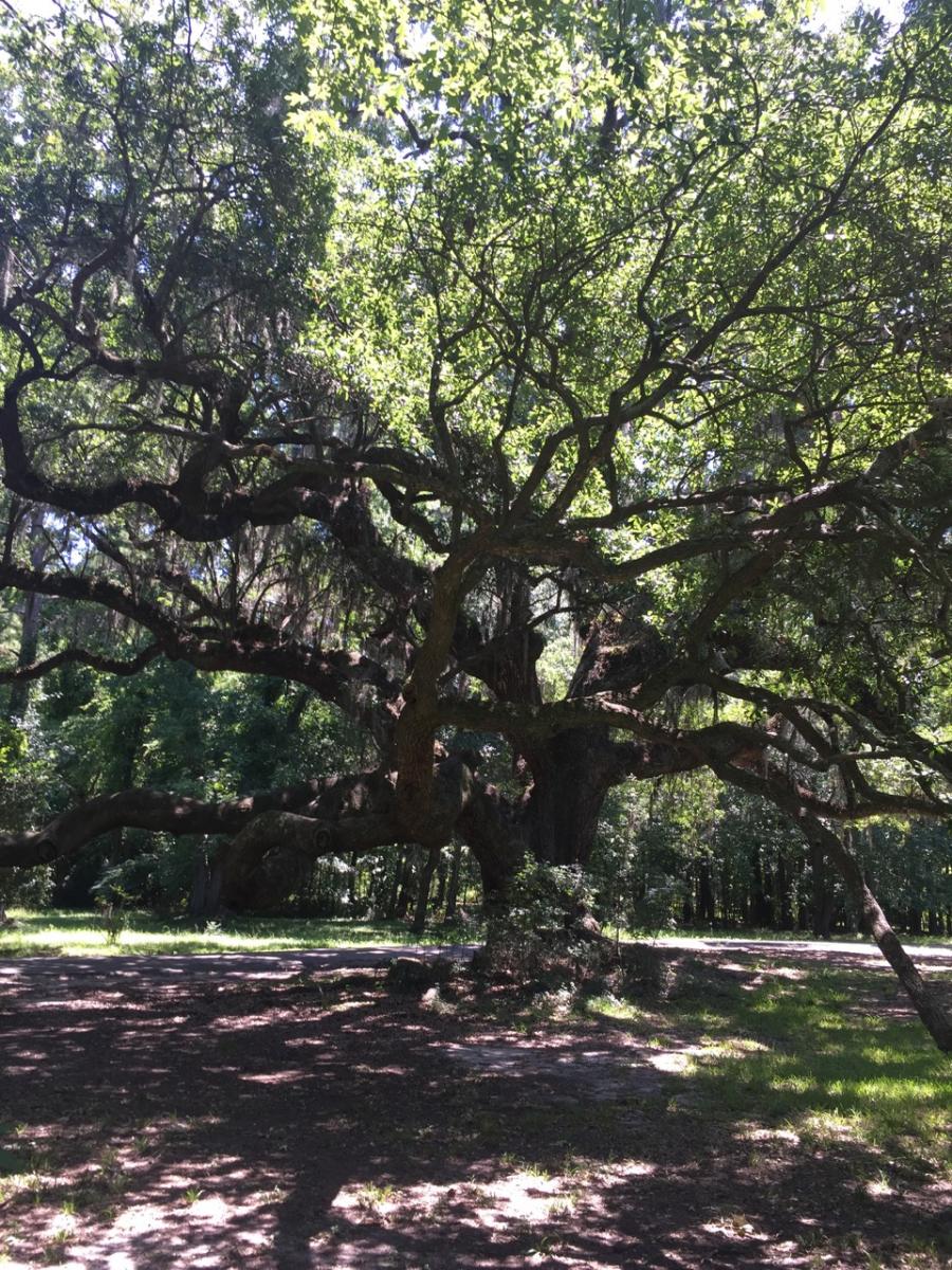 South Carolina (2016) : Photography : Susan Braha Photography and Fine Art