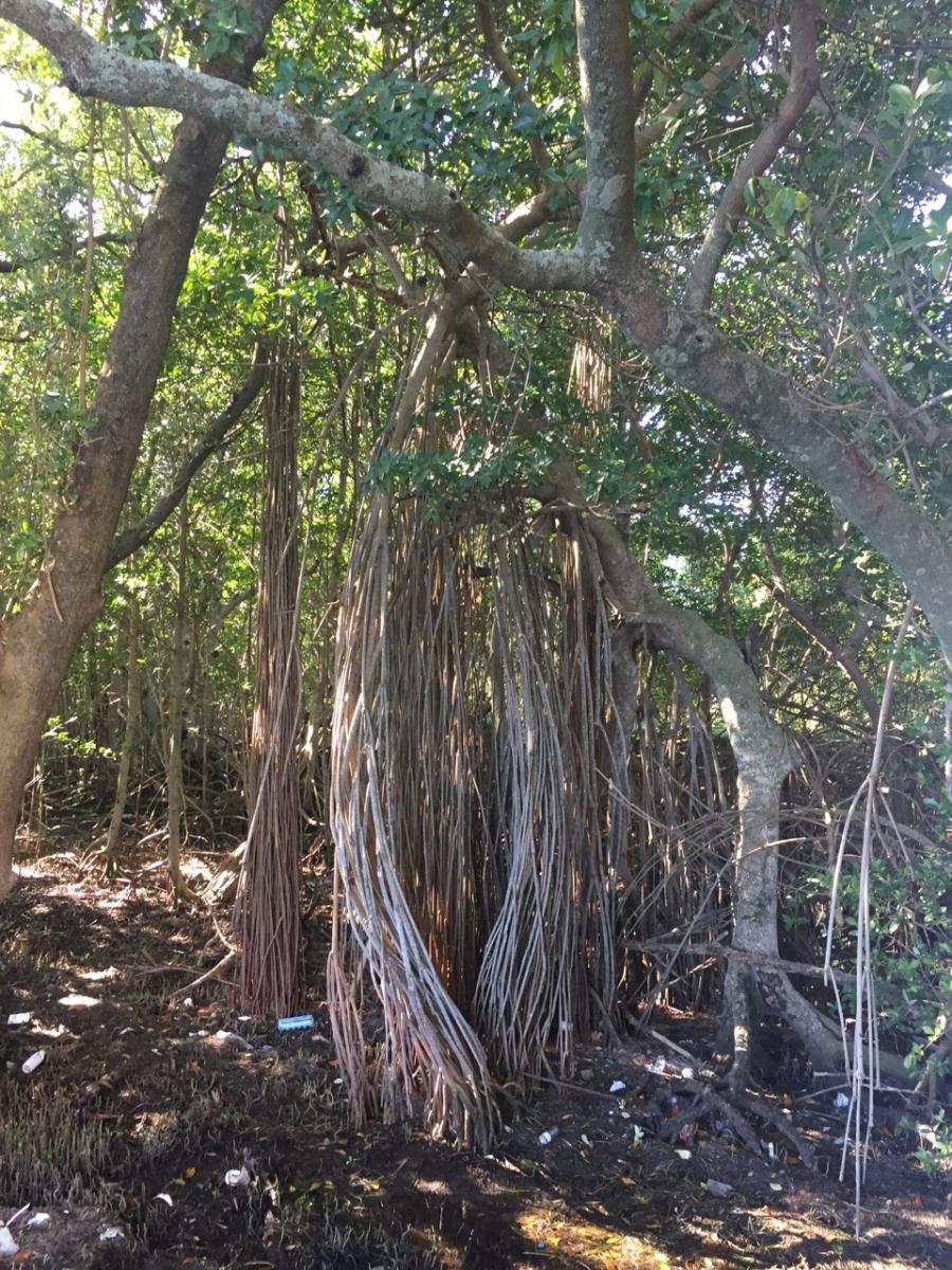 Vizcaya County Park 
Miami,Florida (2016) : Photography : Susan Braha Photography and Fine Art