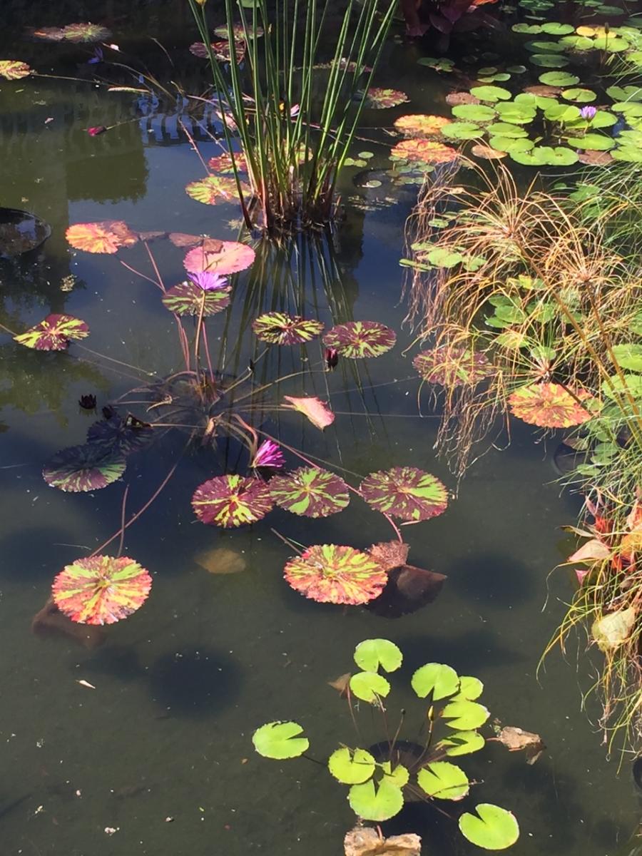 Vizcaya County Park 
Miami,Florida (2016) : Photography : Susan Braha Photography and Fine Art