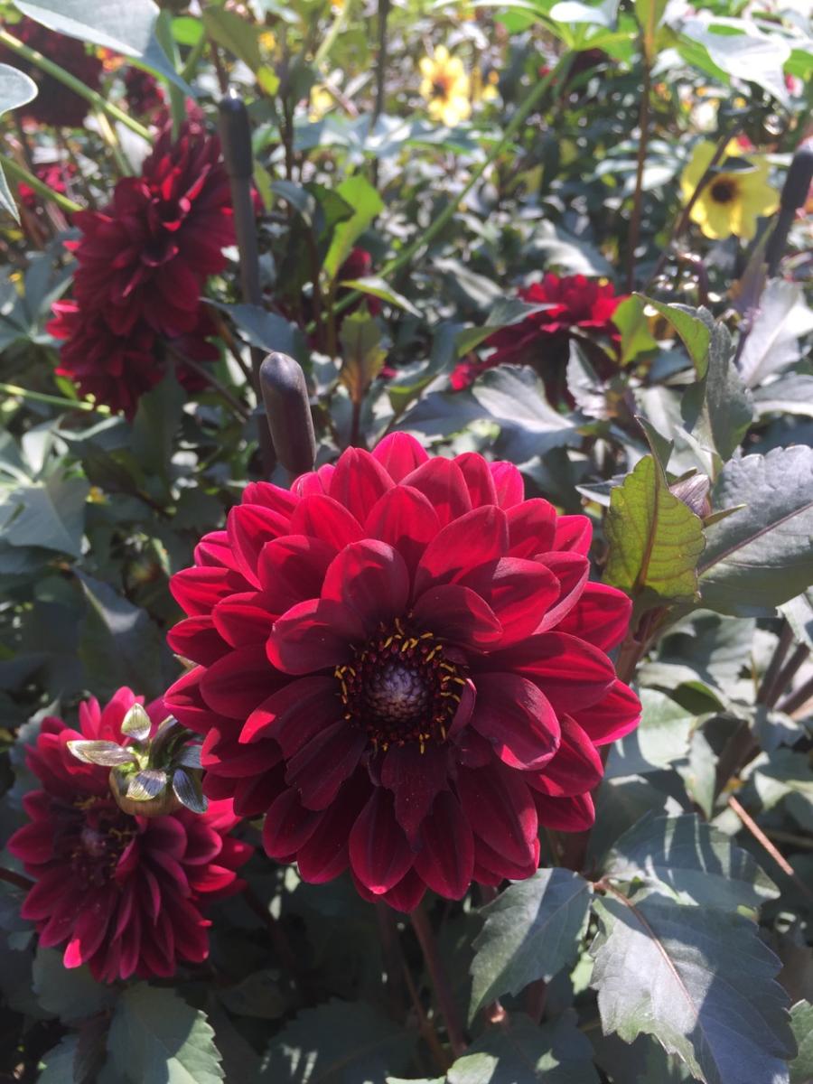 Longwood Gardens, PA
             (2017) : Photography : Susan Braha Photography and Fine Art