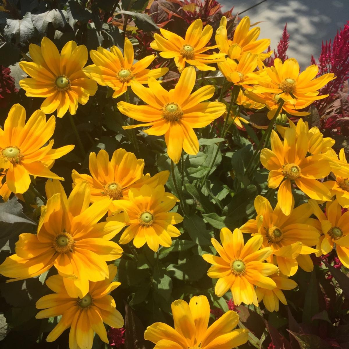 Longwood Gardens, PA
             (2017) : Photography : Susan Braha Photography and Fine Art