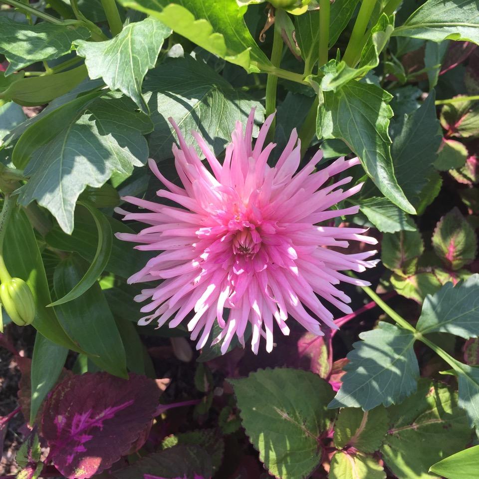 Longwood Gardens, PA
             (2017) : Photography : Susan Braha Photography and Fine Art