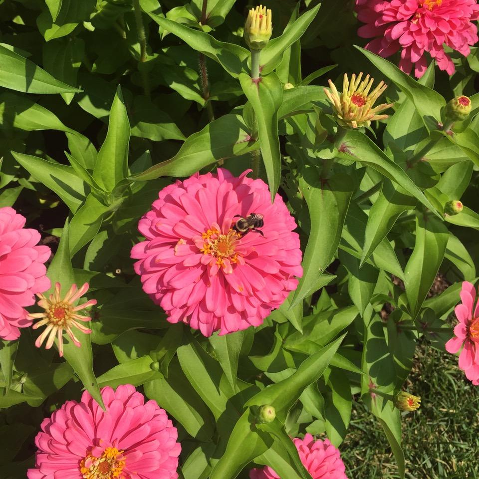Longwood Gardens, PA
              (2017) : Photography : Susan Braha Photography and Fine Art
