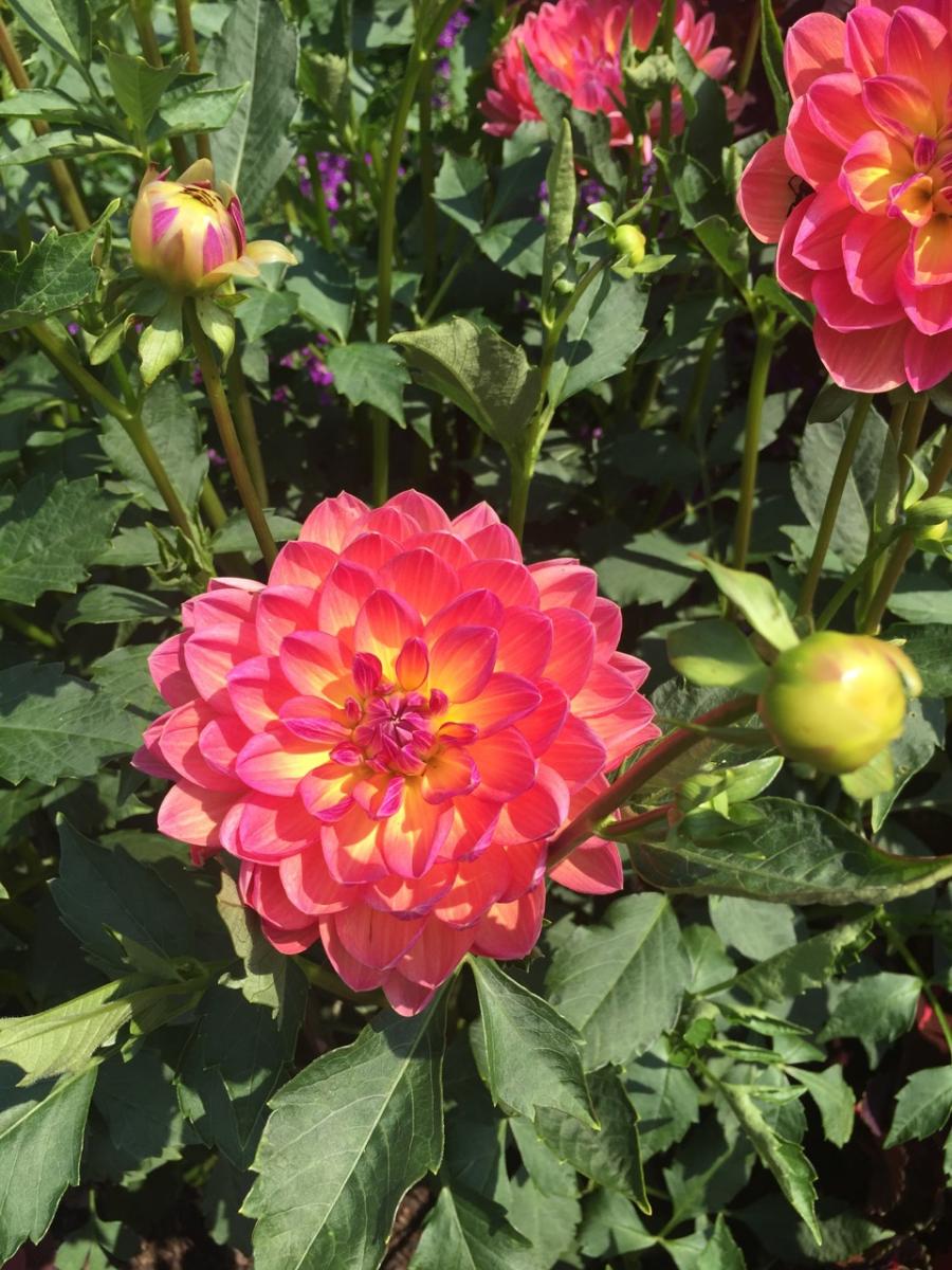 Longwood Gardens, PA
             (2017) : Photography : Susan Braha Photography and Fine Art