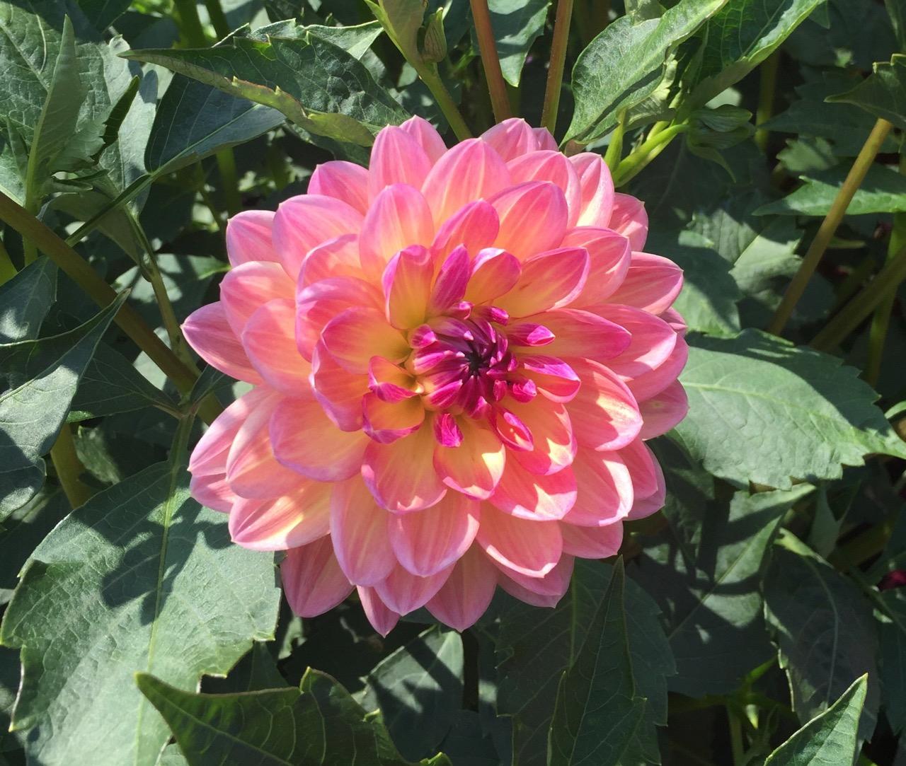 Longwood Gardens, PA
             (2017) : Photography : Susan Braha Photography and Fine Art