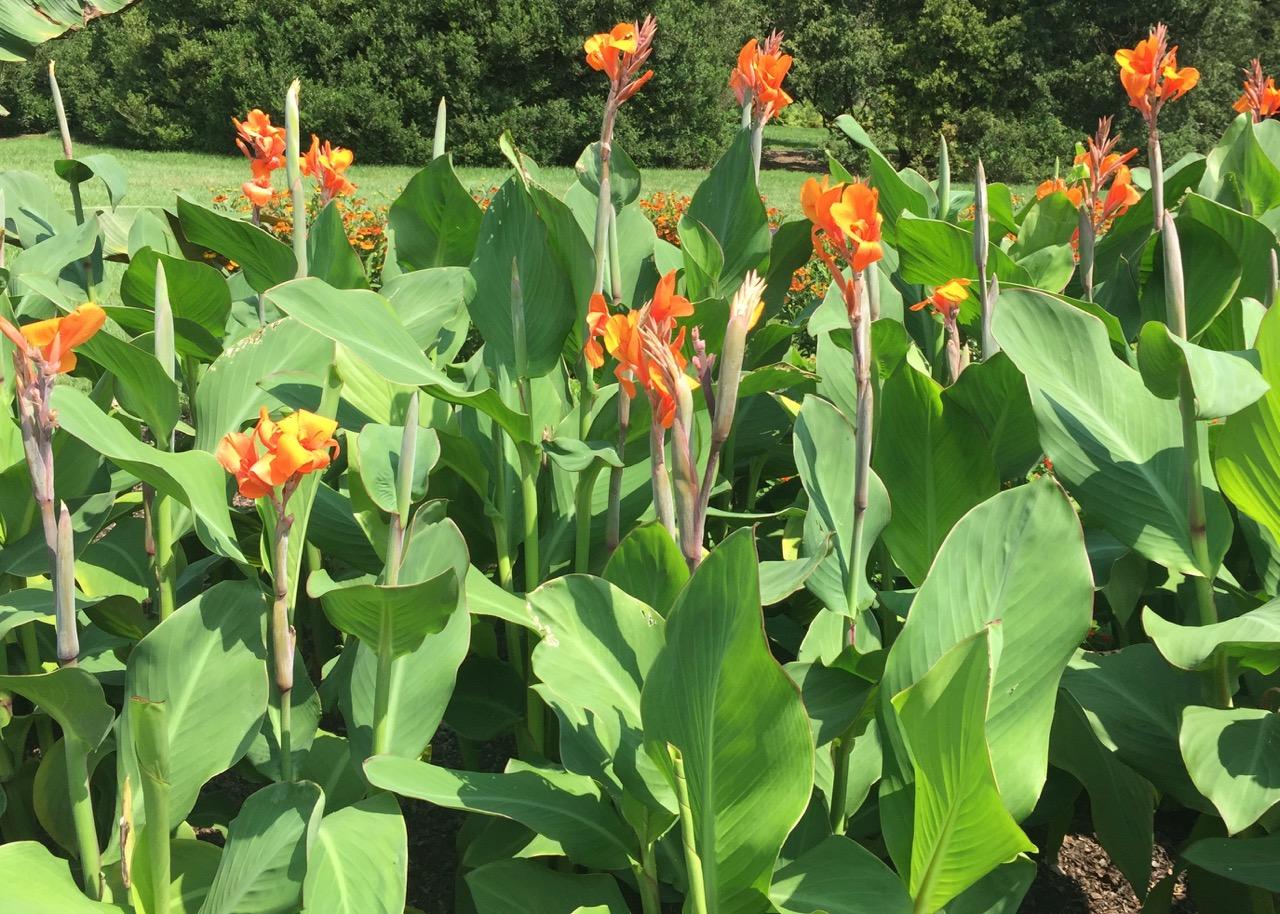 Longwood Gardens, PA
               (2017) : Photography : Susan Braha Photography and Fine Art