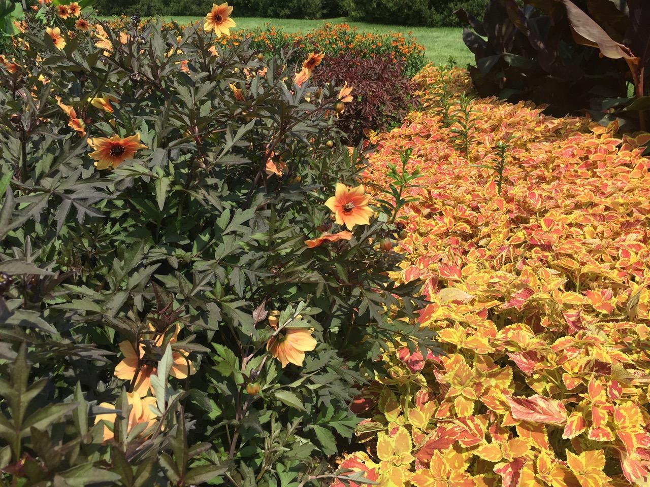 Longwood Gardens, PA
              (2017) : Photography : Susan Braha Photography and Fine Art