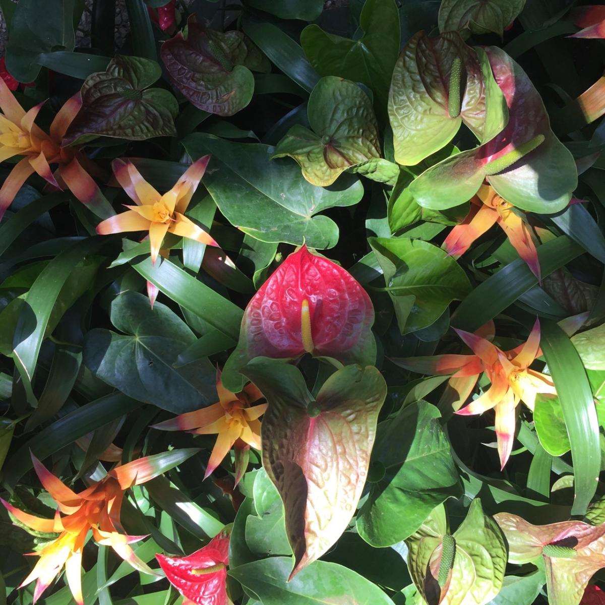Longwood Gardens, PA
             (2017) : Photography : Susan Braha Photography and Fine Art